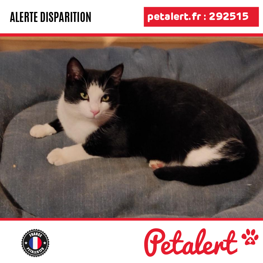 petalert_france's tweet photo. Disparu #Chat #HauteLoire #Tence #Petalert #PetAlert43 / https://t.co/OygNB9lYiu https://t.co/Kf7RGnOSD0