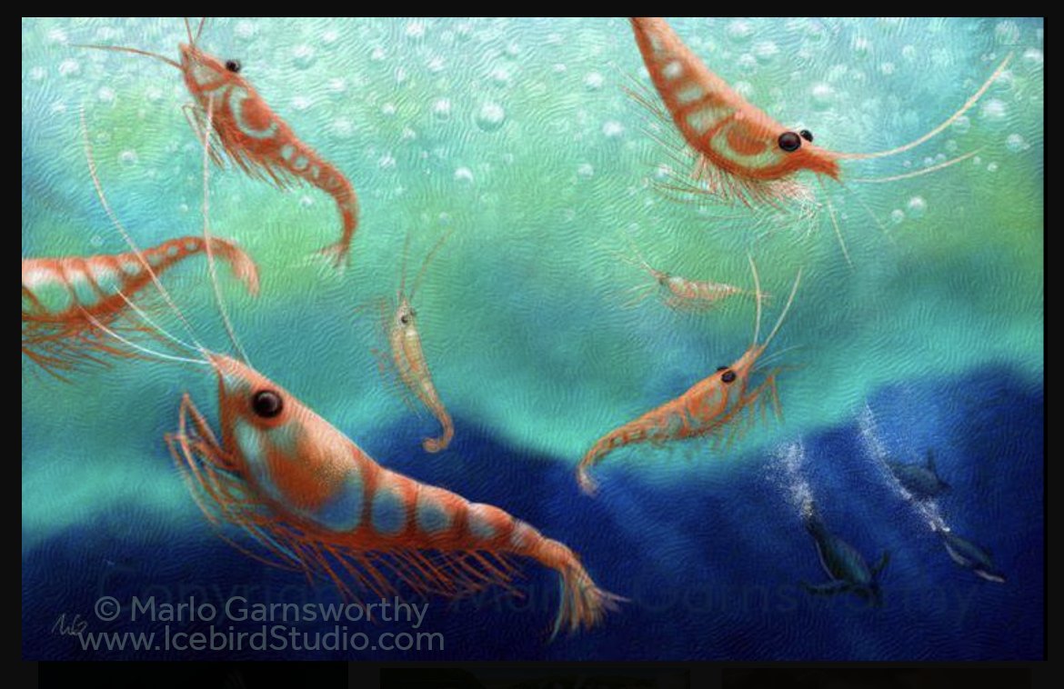 Happy #WorldKrillDay! These are Antarctic krill.

Krill are the world's most abundant multi-celled creatures, and their swarms can be hundreds of km wide.

They're vital to the marine food chain 🐧🐳and an important carbon sink. And they're so cute!

#krill #sciart #Antarctica