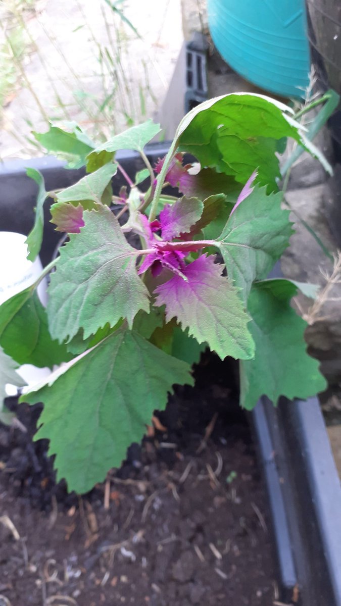 I got this from a lady giving some away at the Forest Garden yesterday. Tree Spinach. It was very wilted, but it's looking better today. Edible, and self seeds freely. What a colour!