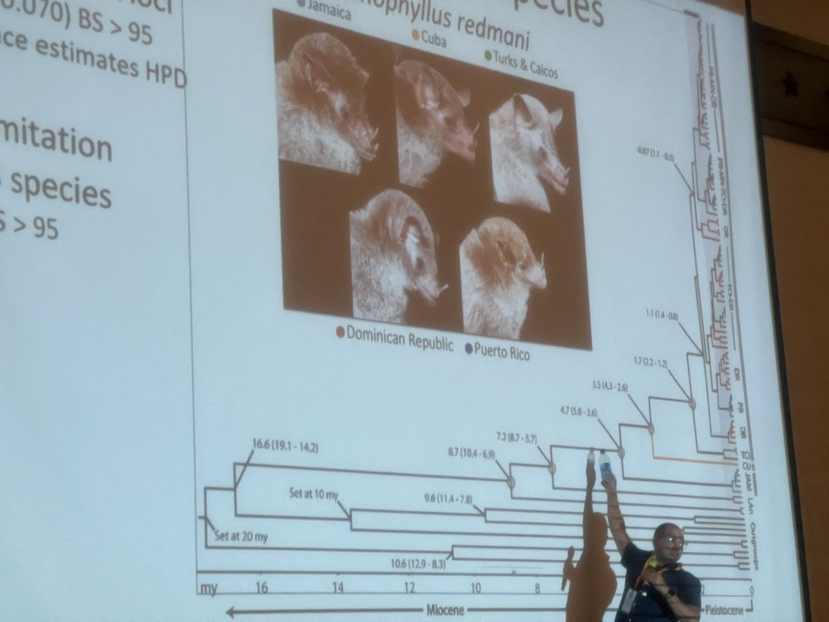 Global Union of Bat Diversity Networks (GBatNet) tweet media