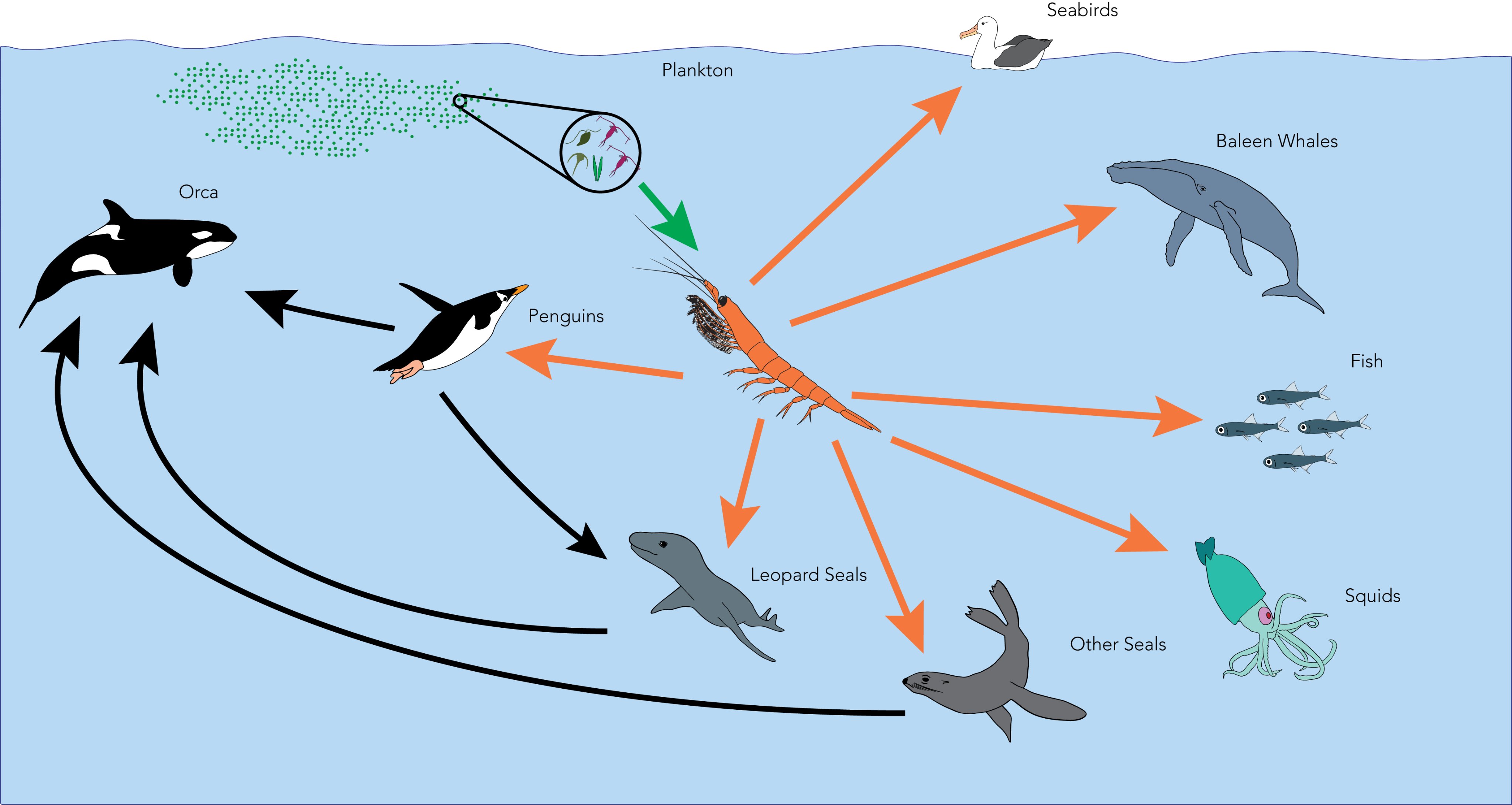 antarctic-krill-food-chain