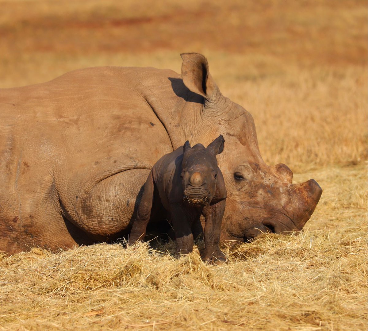 Care For Wild Rhino Sanctuary tweet media