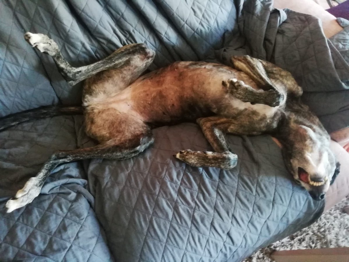 galgoleku's tweet photo. Con esta ola de calor, Menta ha decidido despatarrarse y dejar las horas pasar. Cómo se despatarran tus perretes?😎
#lacalo #measo #alafresca #galgoleku #acogeadoptapierdeunsofa https://t.co/PyT7G8yx1P