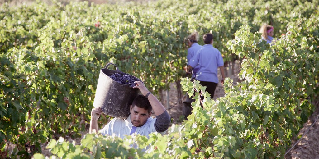 Cuando pensamos en Rioja, pensamos en una larga tradición vitivinícola. La recogida de la uva ha sido durante siglos una tradición familiar y hoy queremos contarte cuáles han sido las claves para mantenerla con el mismo esmero y dedicación desde 1889.

entrevinosypagos.com