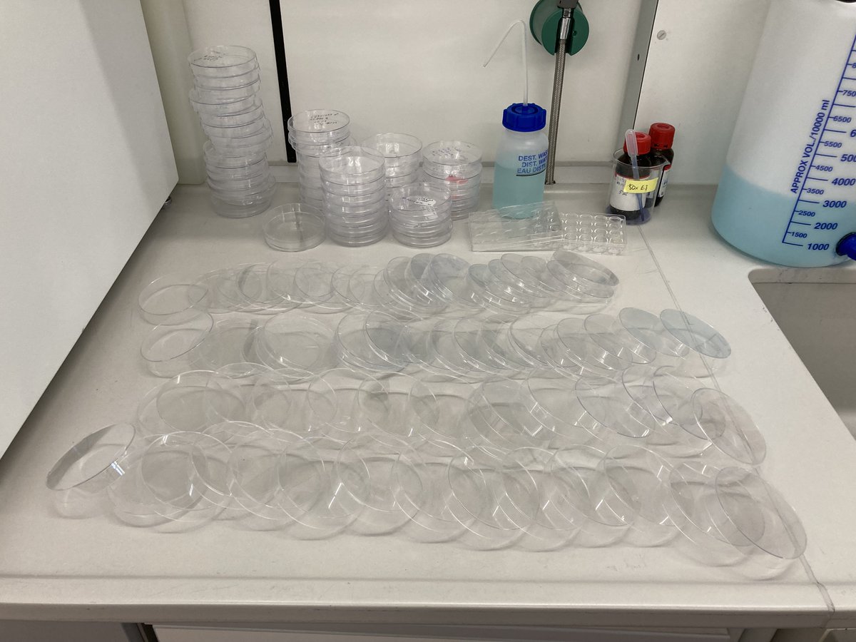 HelkerLab's tweet image. We have been recycling our dishes in the lab for almost 2 years. We have saved about 8,000 dishes🥳. Enough plastic to fill my entire office. #zebrafish #sustainability #recycle @zebrafishRock