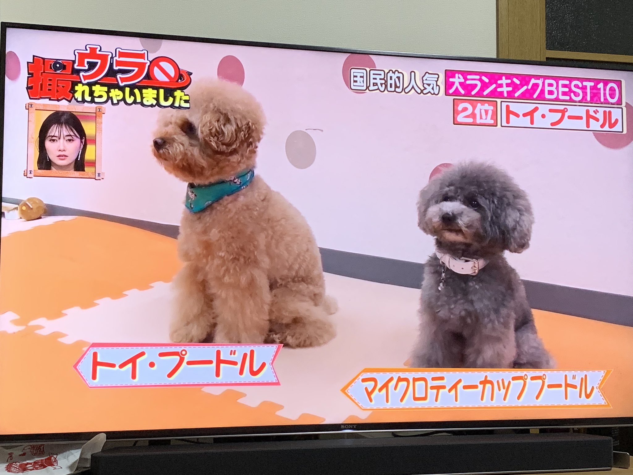 りあ 5つの自由 For Animal 特に小さいプードル じゃない 無理に小さくしたプードル ティーカッププードル て犬種は無い 小さな子の腹を切り 早期に取り出した未熟児 プードル トイプードル 繁殖屋 原宿プードル いぬ ウラ撮れちゃい