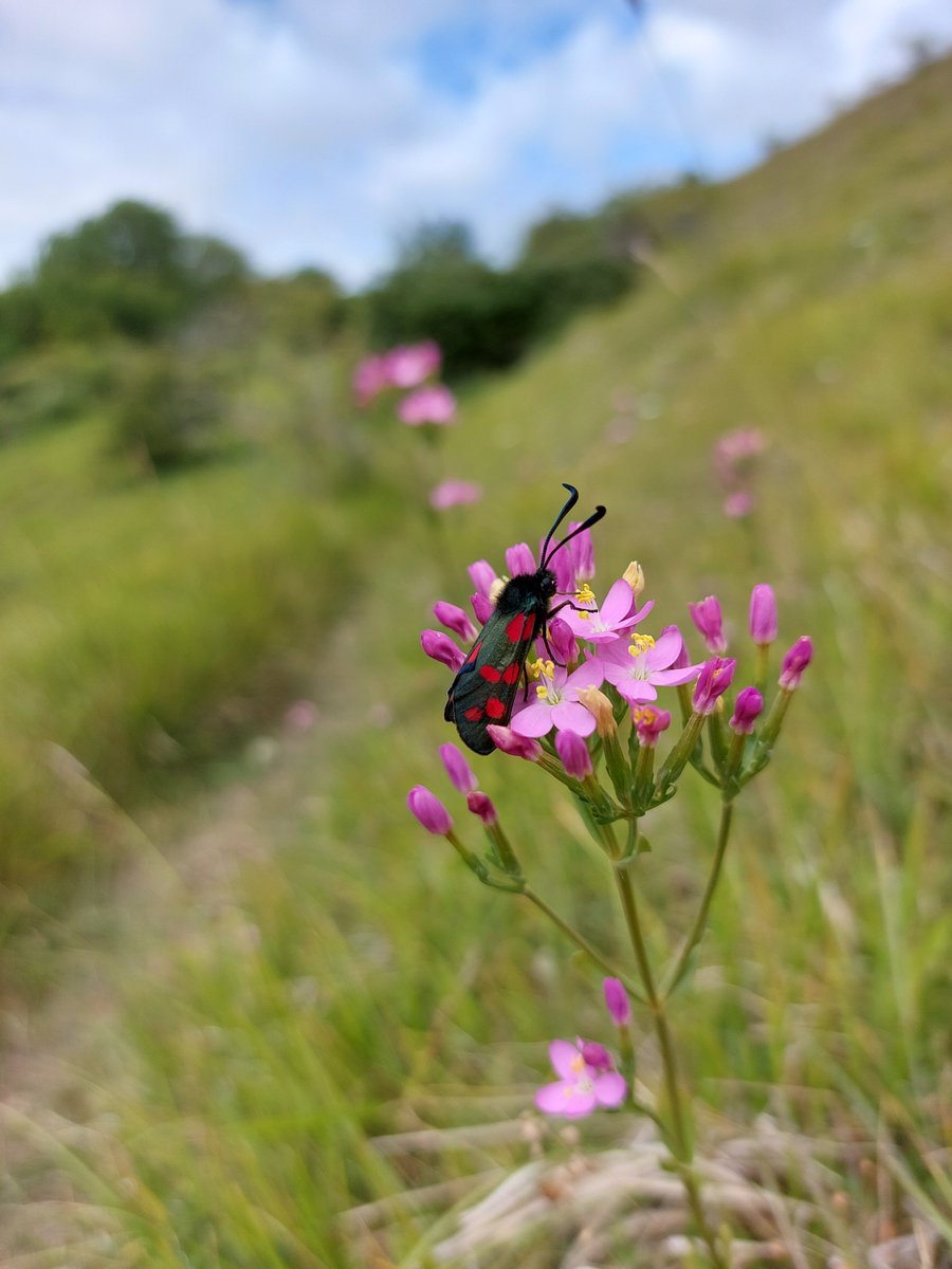 Some great snaps here from our Folkestone Rangers of the life stages of the Six-Spot Burnet moth 

#moths #magnificentmoths #6spotburnet #sixspotburnet #cocoon #cocooning #catepillar #britishwildlife #grassland #chalkgrassland