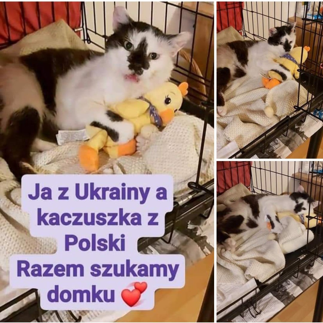 beck ✨ tweet media