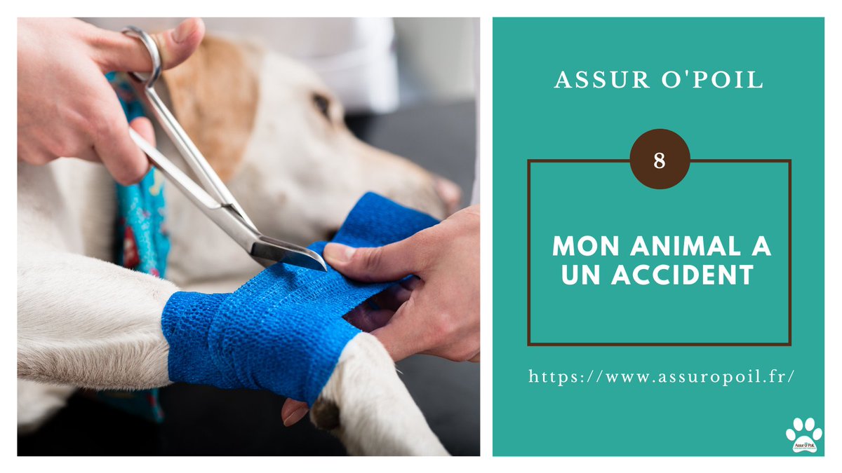 Assur O'Poil 🐶 🐱 tweet media