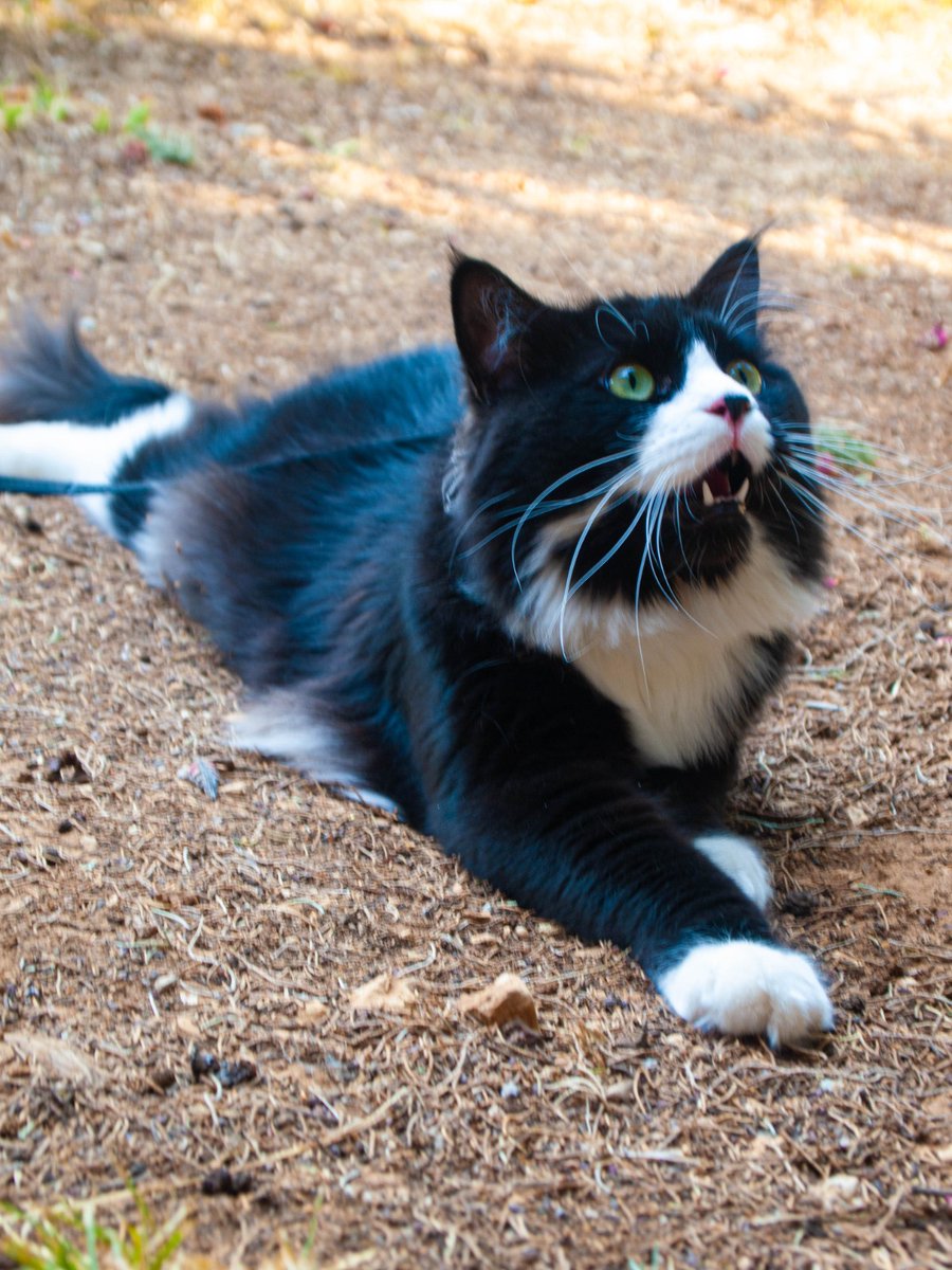 SlavenPP's tweet photo. Frank #cat https://t.co/njdaajZW67