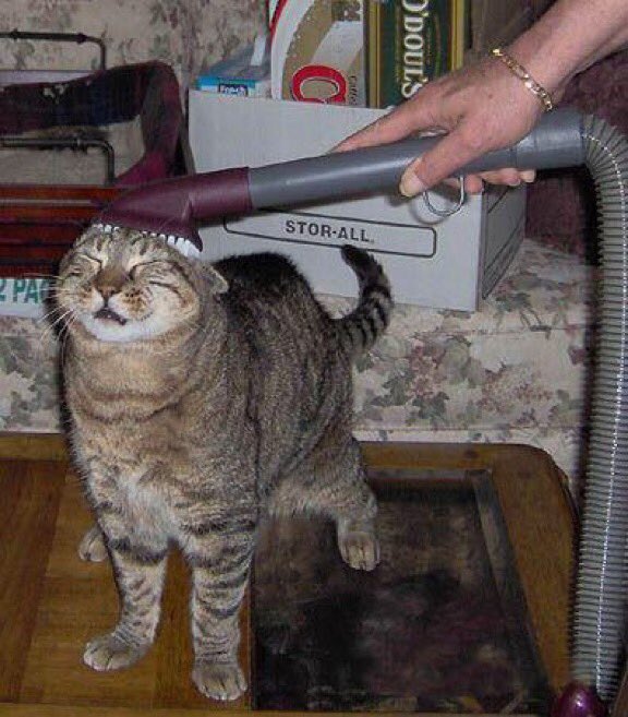 TranslatedCats's tweet image. Don't smoke with me!