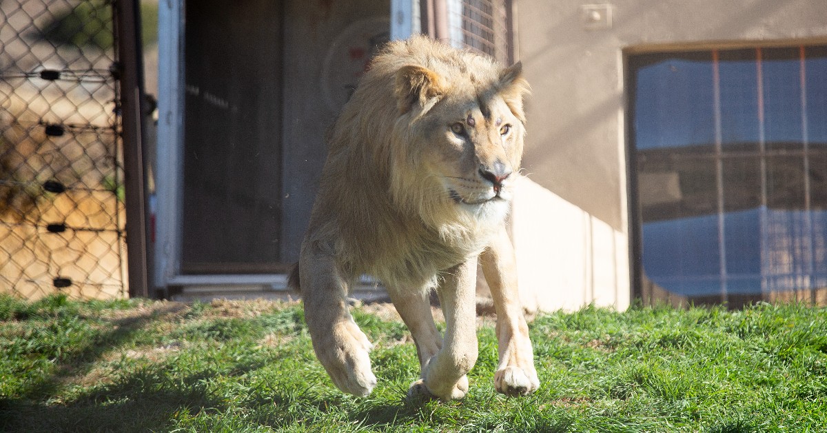 The 5 🦁Romanian lions are home! 🎉 We rescued them from horrible conditions in private keeping last year and brought them to FELIDA Big Cat Sanctuary 🧡. We are excited about how they will react to their new environment in LIONSROCK 🇿🇦.