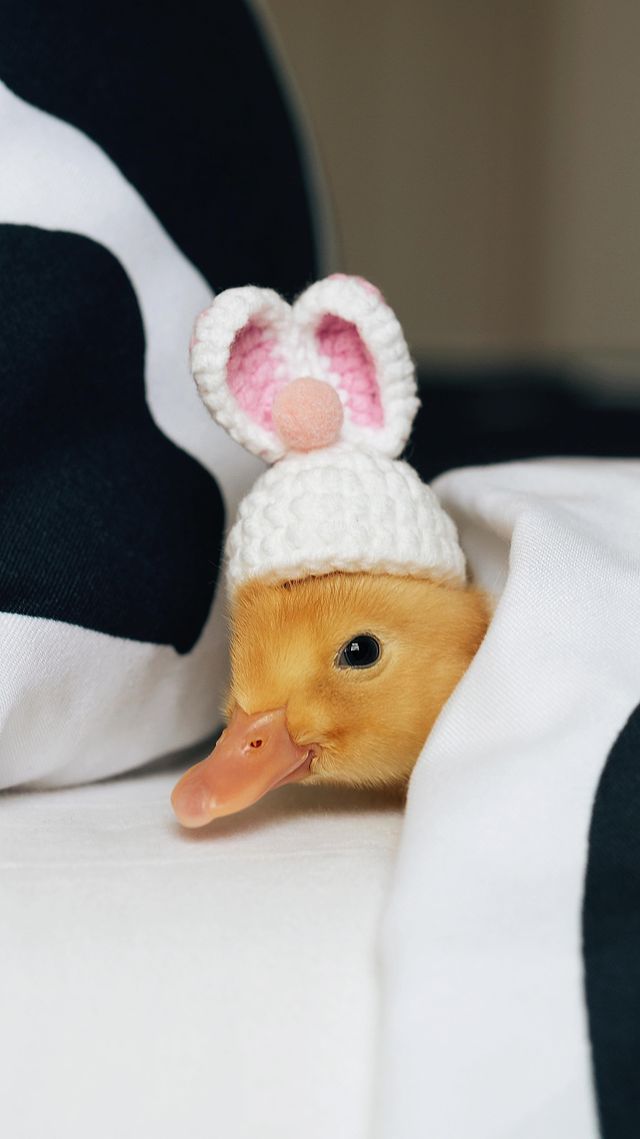 duckorpenguin (@duckorpenguin) on Twitter photo 