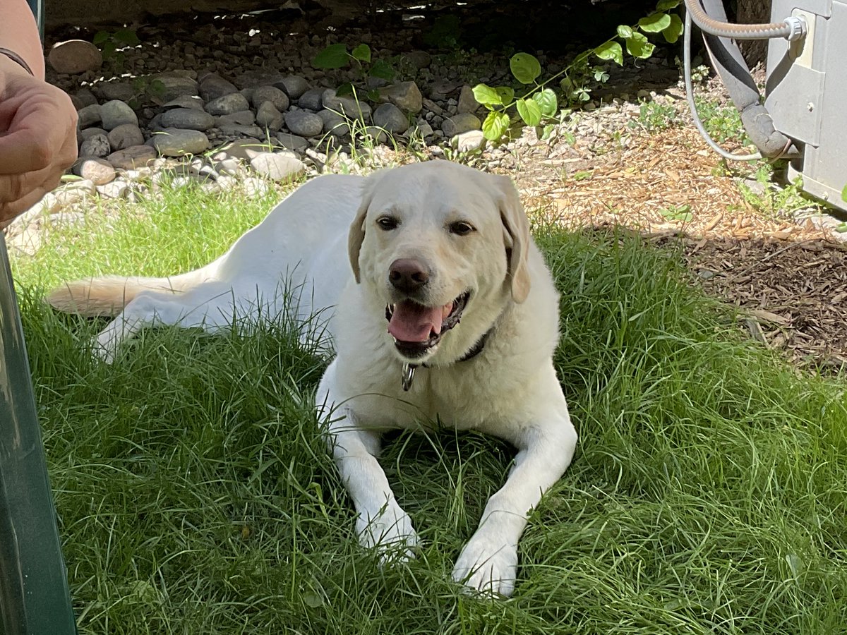 RomanandDandy's tweet photo. Just some summertime chillin’! Have a great day! Woof 🐶 #poweredbyroyalcanin #traumadogs #summervibes #dogsoftwitter https://t.co/gBh8OJF1O2