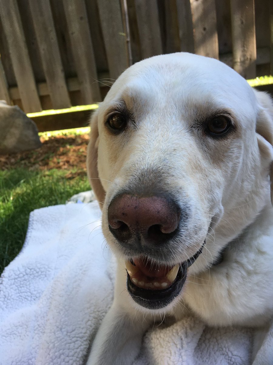 RomanandDandy's tweet photo. Just some summertime chillin’! Have a great day! Woof 🐶 #poweredbyroyalcanin #traumadogs #summervibes #dogsoftwitter https://t.co/gBh8OJF1O2