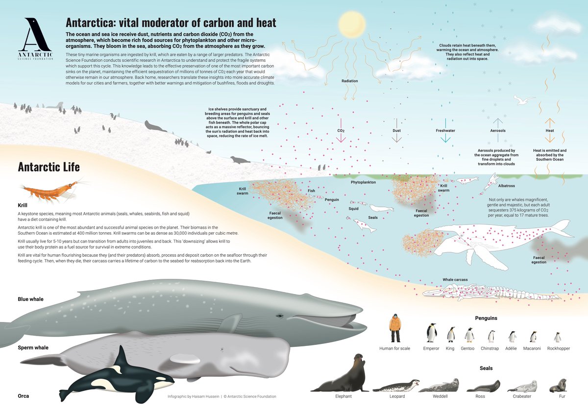 "Those Krill really tie the ocean together, do they not?"

Today we celebrate the first #WorldKrillDay recognising this vital and mighty little creature.

Krill remind us of our deep connection with Antarctica as we consider future paths for life on our planet.

#Antarctica 🇦🇶