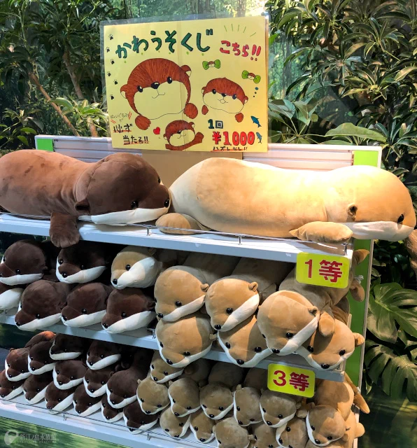 新江ノ島水族館 on X: 