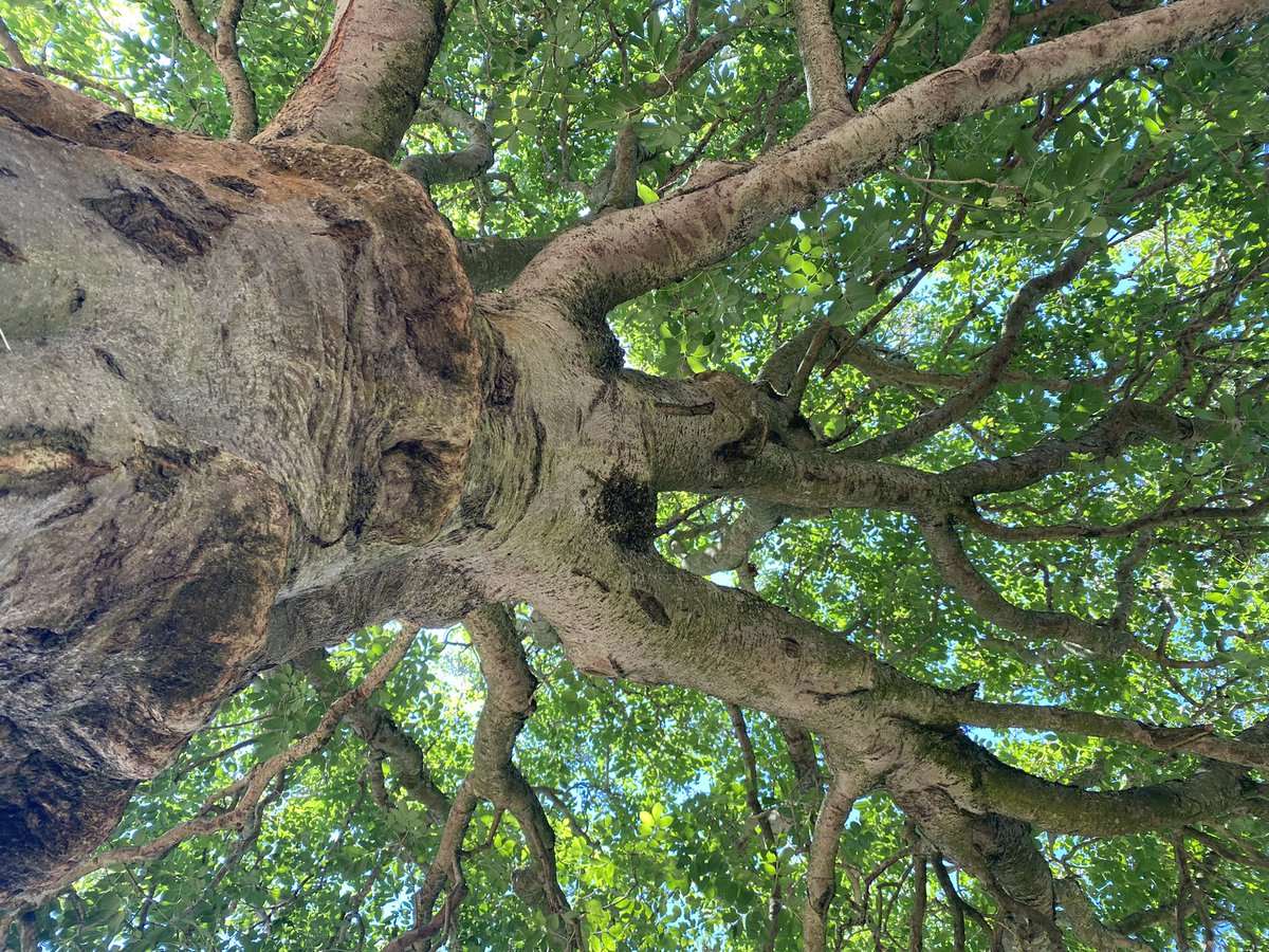 HilCoxCondron's tweet photo. A busy day creating Chalk Dreams at @Galfrid_Edu Holiday Activities and food @CambsCC session… taking a lunchtime breather in the cool shade of this beautiful tree.
@CambridgeCandI @AbbeyPeople #camtrees #chalkstream https://t.co/ULH9Jag1Oy