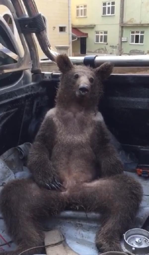 Tarım ve Orman Bakanlığı balı fazla kaçırıp kendinden geçen ayı için isim arandığını duyurdu: “Balın dozunu kaçıran sevimli ‘kızımıza’ bir isim verelim, adıyla yaşasın”

Sizce ismi ne olmalı? 🧸