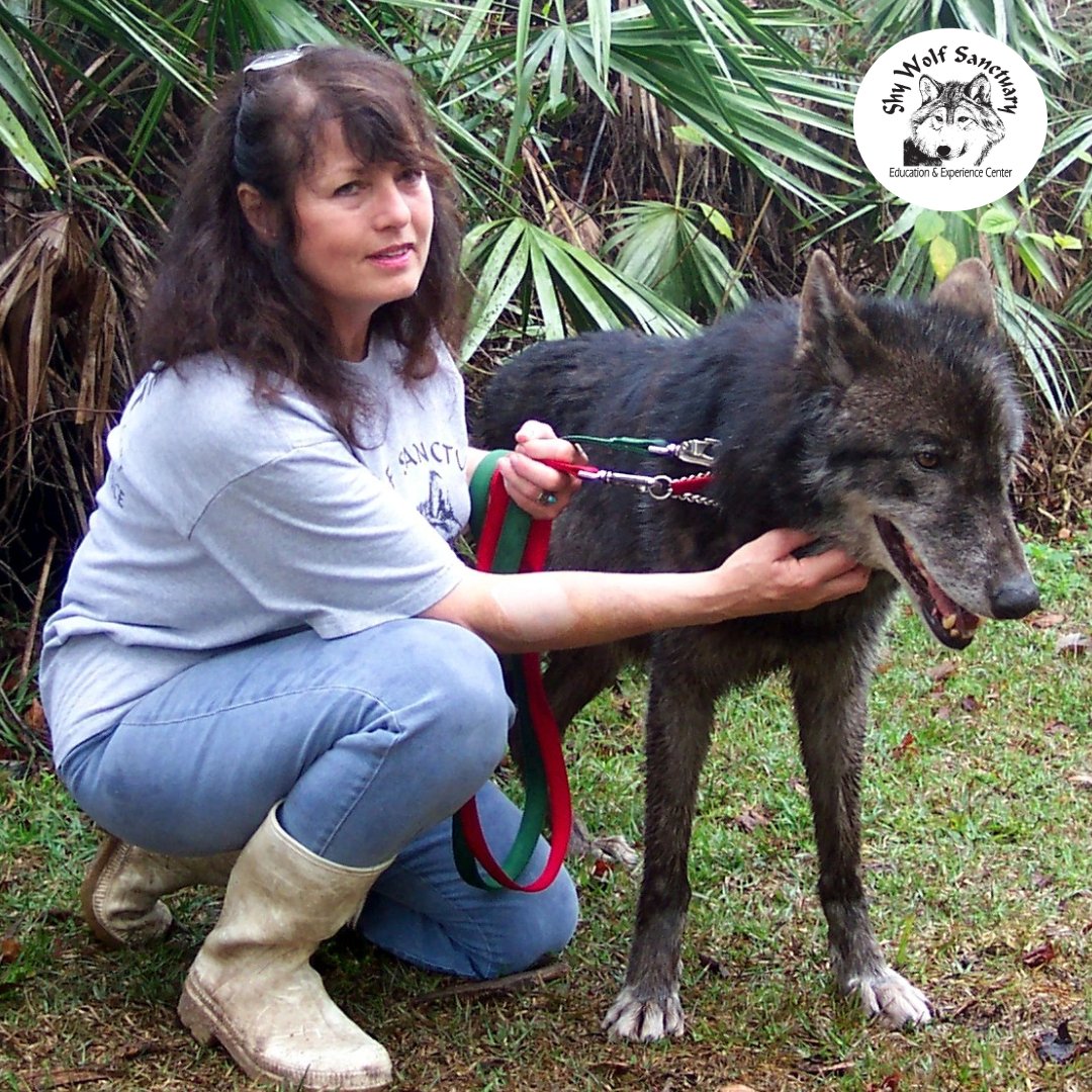ShyWolfSanct's tweet photo. "People need to be educated about wildlife. If they're going to get an exotic animal, they truly do need to know about it." - Nancy Smith, Shy Wolf Sanctuary Founder with Tushka (throwback) https://t.co/f1SDHBebiE
#ShyWolfSanctuary #SWS #Florida #Naples #NancySmith #Throwback https://t.co/BqzD8SMzB6