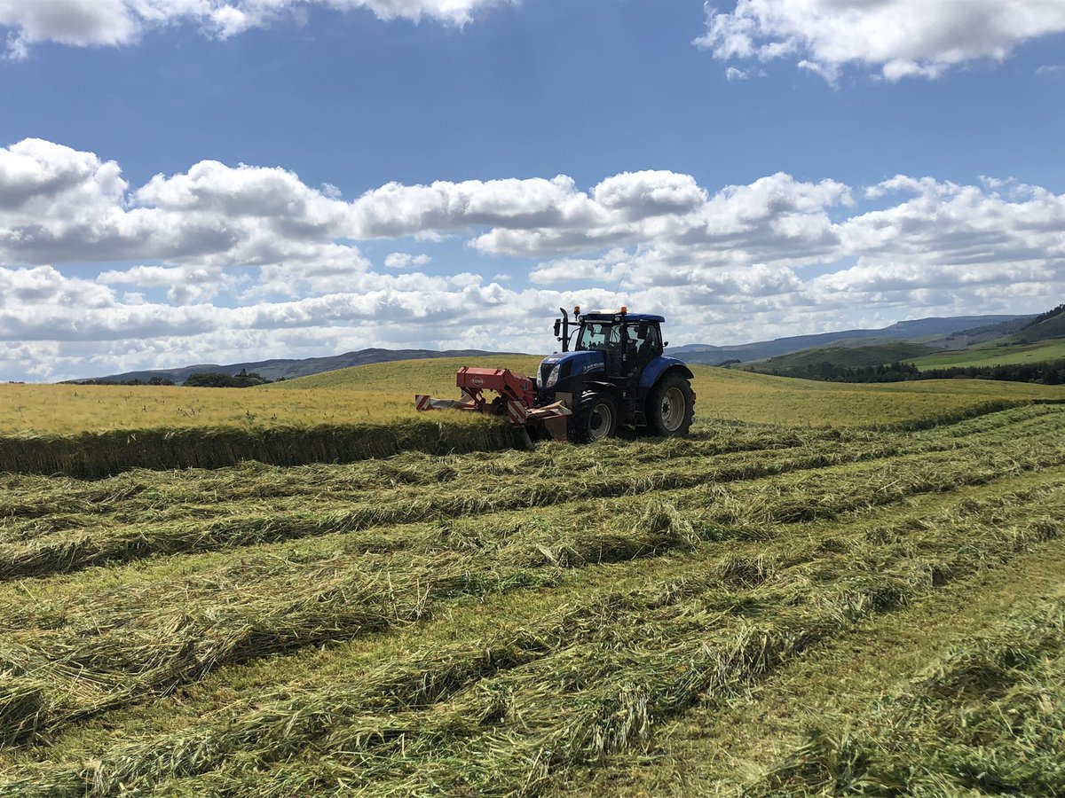 Andrew Marchant (@marchantandrew) on Twitter photo Hillbillie Wholecrop, undersown with <a href="/WatsonSeeds/">Watson Seeds</a> Red Clover mix has yielded really well.  Will now be used for fattening lambs☘️☘️☘️ Hillbillie Wholecrop, undersown with <a href="/WatsonSeeds/">Watson Seeds</a> Red Clover mix has yielded really well.  Will now be used for fattening lambs☘️☘️☘️