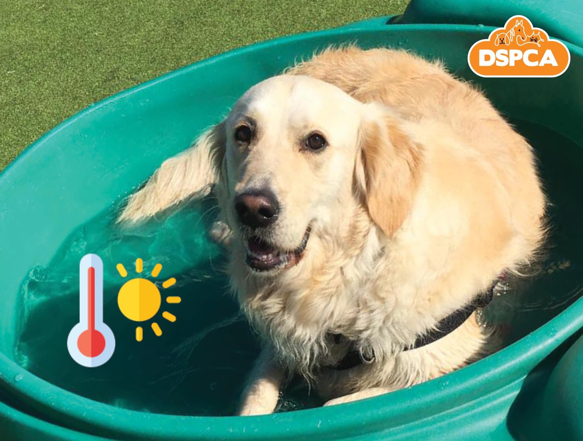 When Can Puppies Control Their Body Temperature