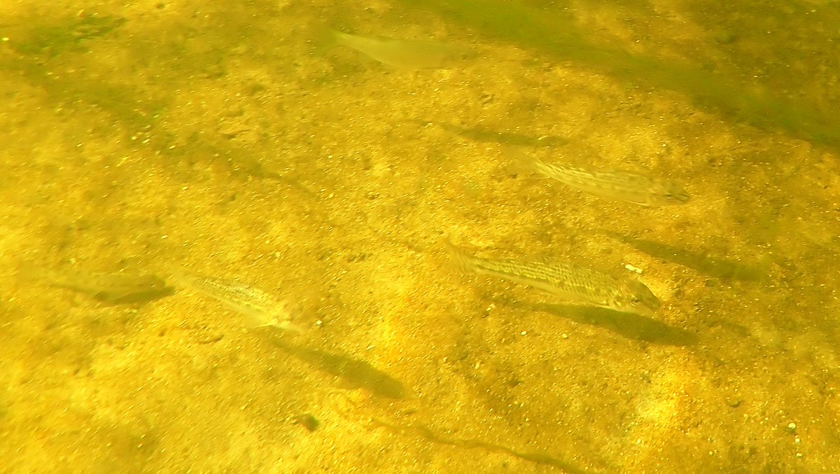 numenini's tweet photo. Never seen more Gudgeon than on the clean sands & gravels of the Little Ouse upstream of Brandon. Also masses of Minnows, a few in breeding condition, & many Chub, small and medium sized with one more like 65 cm.
#gudgeon #brandon #chalkstreams #littleouse #norfolk #suffolk
3/7 https://t.co/ohkrmedXUB