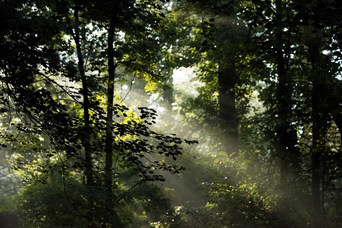 🔥🌳 De lokale autoriteiten nemen maatregelen om het risico op brand te beperken. Wees voorzichtig :
🔸 Informeer je over de maatregelen.
🔸 Versper boswegen niet met je wagen.
🔸 Rook niet en maak geen vuur.
🔸 Neem steeds een GSM mee.
👉  crisiscentrum.be/nl/risicos-bel…