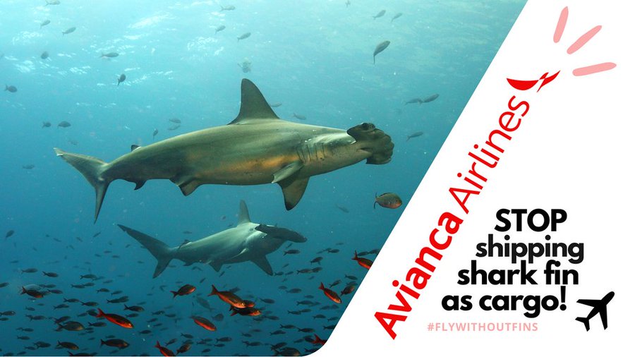 The shark fin trade is cruel, unsustainable and often ILLEGAL. Fins sliced off, live sharks drown, millions perish yearly. Many airlines enable this dirty trade by facilitating transportation.
<a href="/Avianca/">avianca</a> please step up and commit to a blanket ban on shark fin today?
#FlyWithoutFins