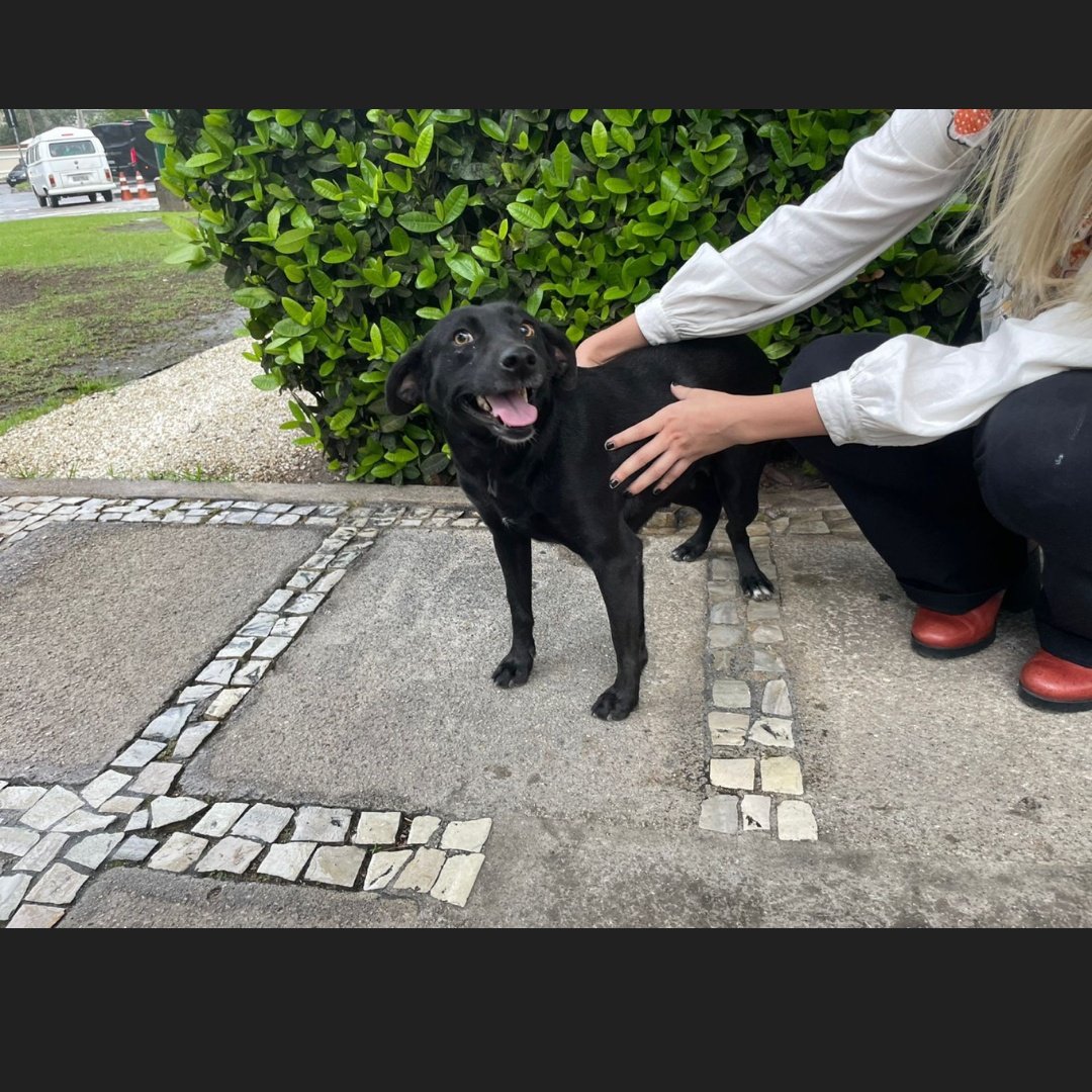 bemtevisis_'s tweet photo. Essa cachorrinha tá perdida aq na GSK de JAP/Barra

É mt medrosa, n tem maldade de rua, então mesmo n tendo coleira fugiu ou foi abandonada recentemente

Conseguimos colocar ela numa salinha do estacionamento mas ELA SÓ PODE FICAR ATÉ ÀS 17H 

ALGUÉM PODE DAR LAR TEMPORÁRIO? https://t.co/LL1UpC1i8x