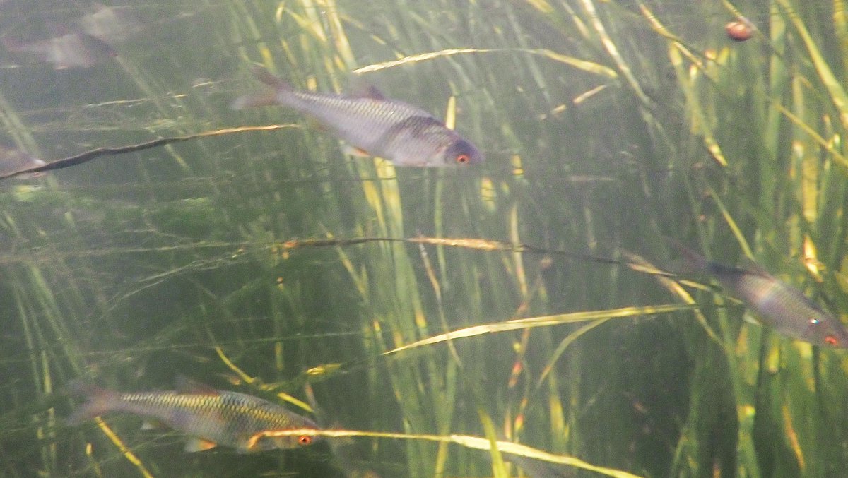 numenini's tweet photo. As you swim up the Little Ouse from Brandon, every little while you find yourself in a loose shoal of bigger fish - some stonking Perch, lots of Roach - some a really good size; even quite a few Rudd.
#Perch #Rudd #chalkstreams #littleouse #norfolk #suffolk #freshwaterfish
4/7 https://t.co/3sB8VeAupX