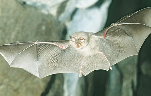 Minister @noonan_malcolm has welcomed publication of the Lesser Horseshoe Bat Species Action Plan. A report on the plan will feature on tonight's RTÉ Six One News. For more on the plan, see: gov.ie/en/press-relea… Photo: Frank Greenaway