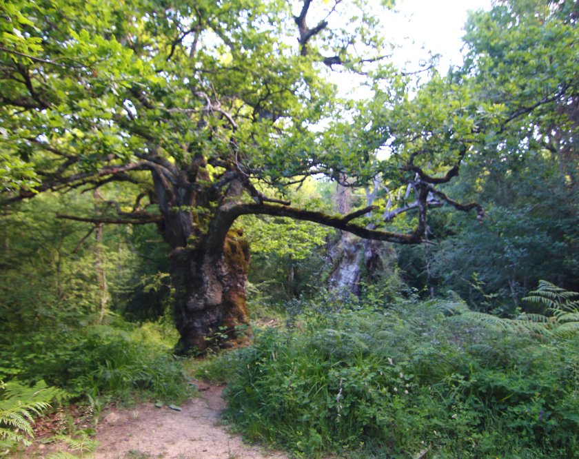 AFImprobable's tweet photo. Hoy visitamos tesoro de nuestro territorio cuyos moradores han visto acontecimientos que ningún humano en la actualidad conoce.

El bosque de Robles Centenarios de Munain, haciendo una ruta circular entre Munain y Okariz.
⬇️🌳🌳⬇️
https://t.co/1NPpaF2xM7 https://t.co/QTrai8hXcQ