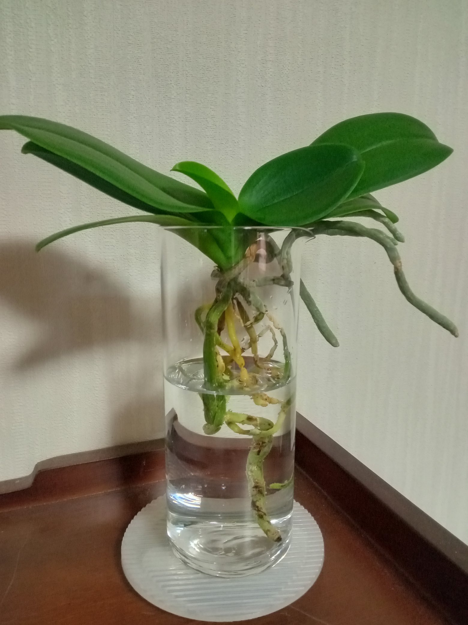 N Ya 四十肩女子 Noko Twitter