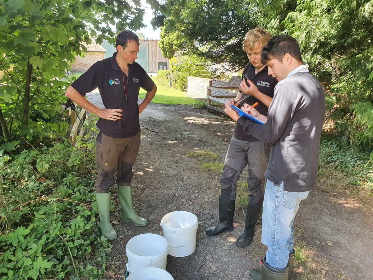 YorksDCP's tweet photo. We've been out in the Derwent Catchment surveying for signal crayfish recently. These invasive non-native species can do extensive damage to local ecosystems &amp; threaten countless native species. To find out more info visit: https://t.co/3NONsNsTbY @YISF__INNS @YorksWildlife https://t.co/zABOiagKsI
