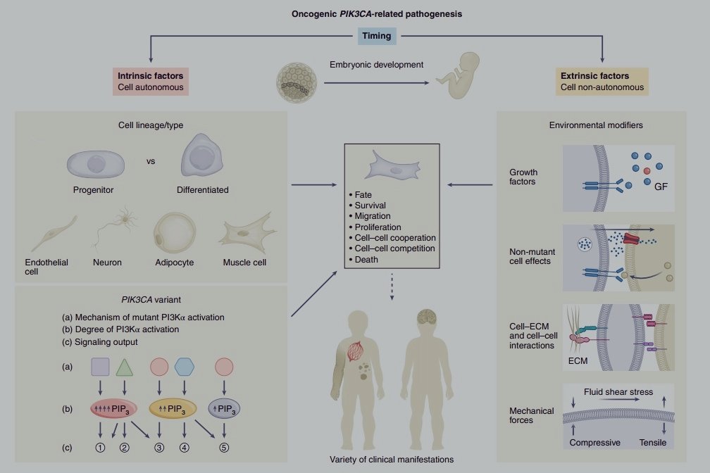 aangulou's tweet image. Our review &quot;When, where and which PIK3CA mutations are pathogenic in congenital disorders&quot; in @NatureCVR is out! Hope u enjoy and learn as much as @MarionaGraupera and I have done writting it.

🔗rdcu.be/cTg1j

#PROS #PI3K