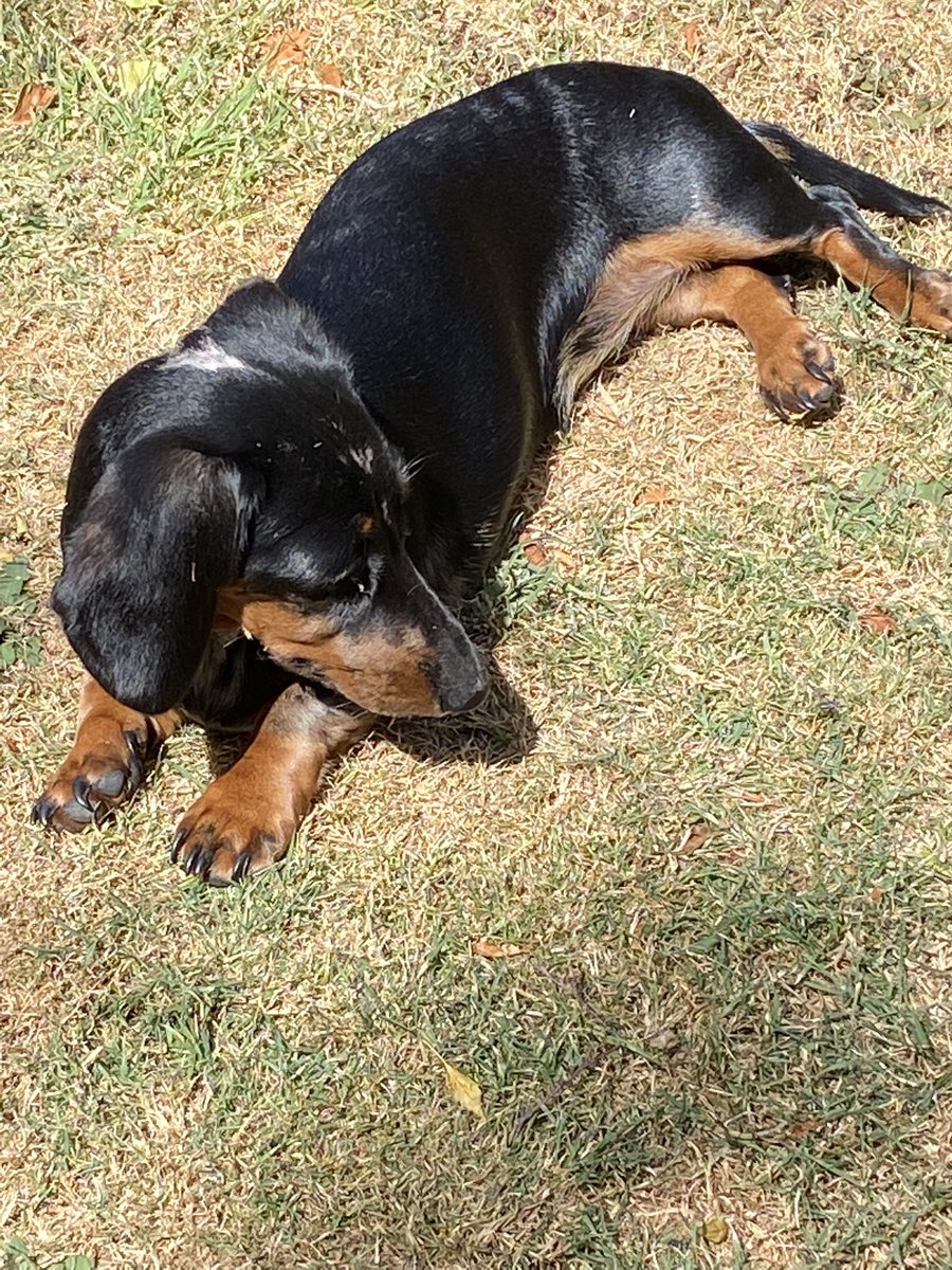 CSausagedogs's tweet image. Parvo free and enjoying the sun #goodlife #minisausage