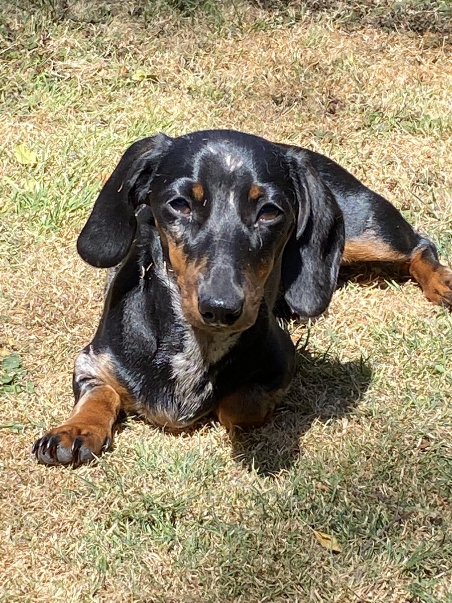 CSausagedogs's tweet image. Parvo free and enjoying the sun #goodlife #minisausage