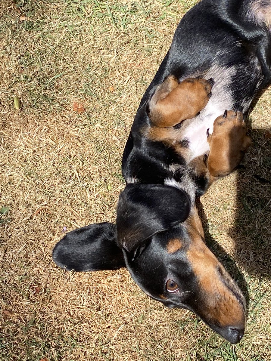 CSausagedogs's tweet image. Parvo free and enjoying the sun #goodlife #minisausage