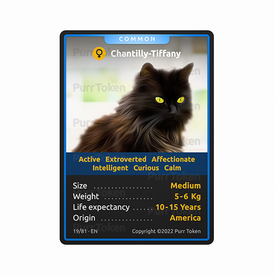 This is our new #NFT of #cats. Breed #19, Chantilly-Tiffany: active, extroverted, affectionate, intelligent, curious and calm
Don't miss our collection of #NFTs #NFTcollections. 
 #CatsOfTwitter #purrtoken <a href="/catsofinstagram/">Cats of Instagram</a>