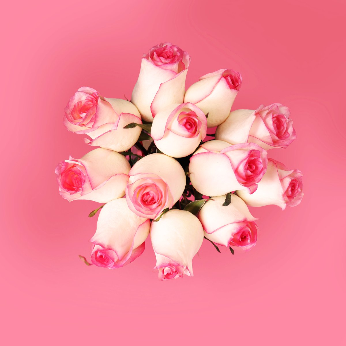novaflor's tweet photo. Um lindo buquê de rosas cor de rosa é o presente perfeito para demonstrar carinho, amor e ternura por quem você ama. Que tal?! https://t.co/1r4ebnBxzV