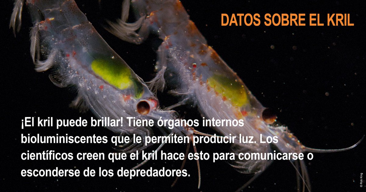 Llegó el día!!! #WorldKrillDay... Celebremos a este pequeño organismo pero un gigante en el ecosistema Antártico.