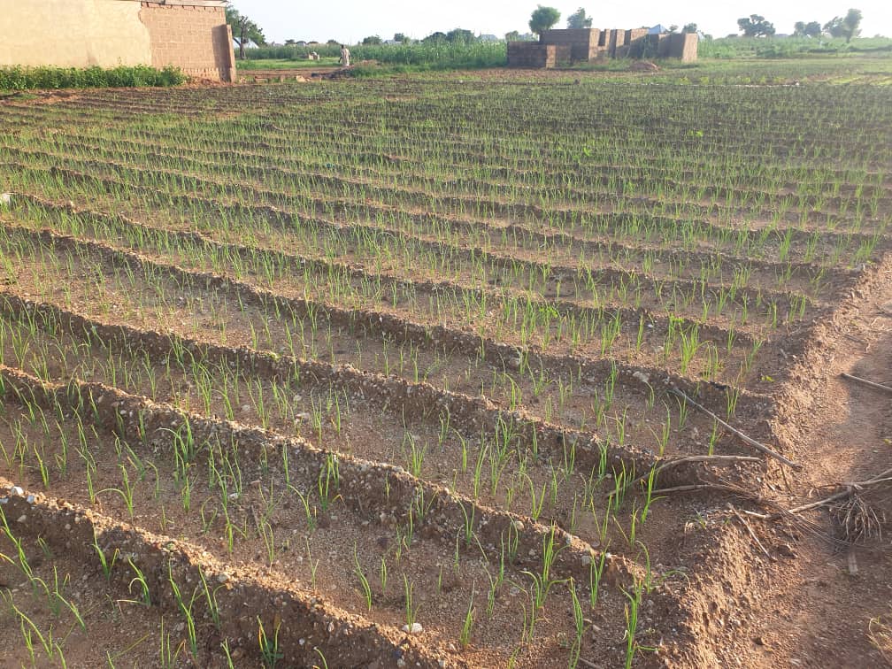 Our trained #OnionFarmers have finished transplantation. The onion farmers are part of the people trained and provided with equipment &amp; improved hybrid seeds thru funding from <a href="/FranceInNigeria/">Ambassade de France au Nigéria</a>. #agriculture #food #foodsecurity #smartagriculture #sustainablefarming <a href="/FAO/">Food and Agriculture Organization</a> <a href="/UN/">United Nations</a> <a href="/IFAD/">International Fund for Agricultural Development</a>