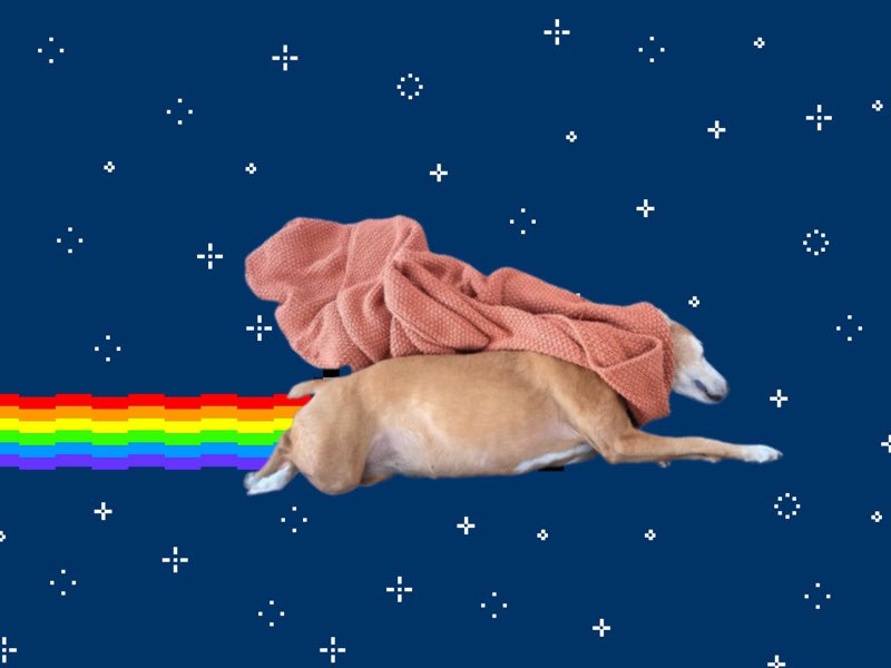 @claudrosewrites Nyan Dog?