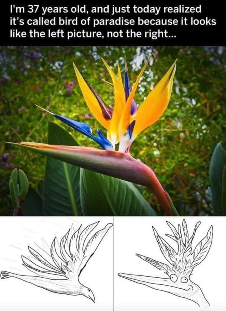 Dr. Solomon David tweet media