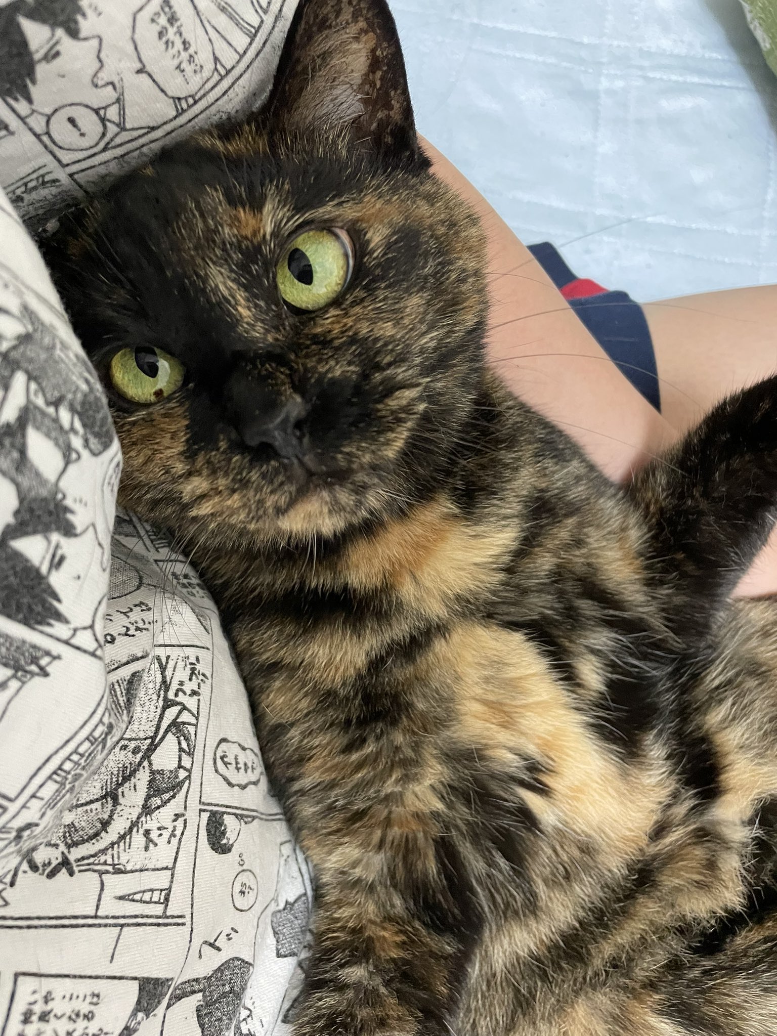 愛犬(∩´∀`∩)愛猫(∩´∀`∩)キャリーバック❤️コメントからお願いし