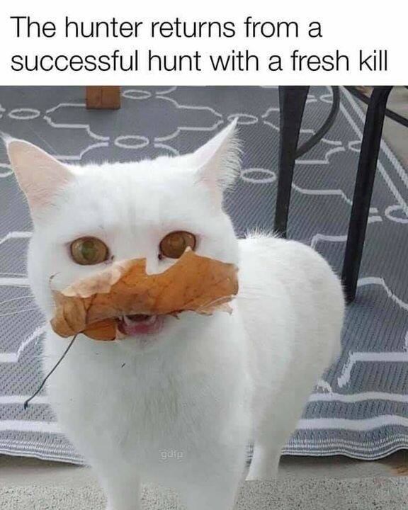 You still have to praise them right?! 🤣🤣🤣

#LifeWithCats #MightyHunter #Cats #CatsOfTwitter