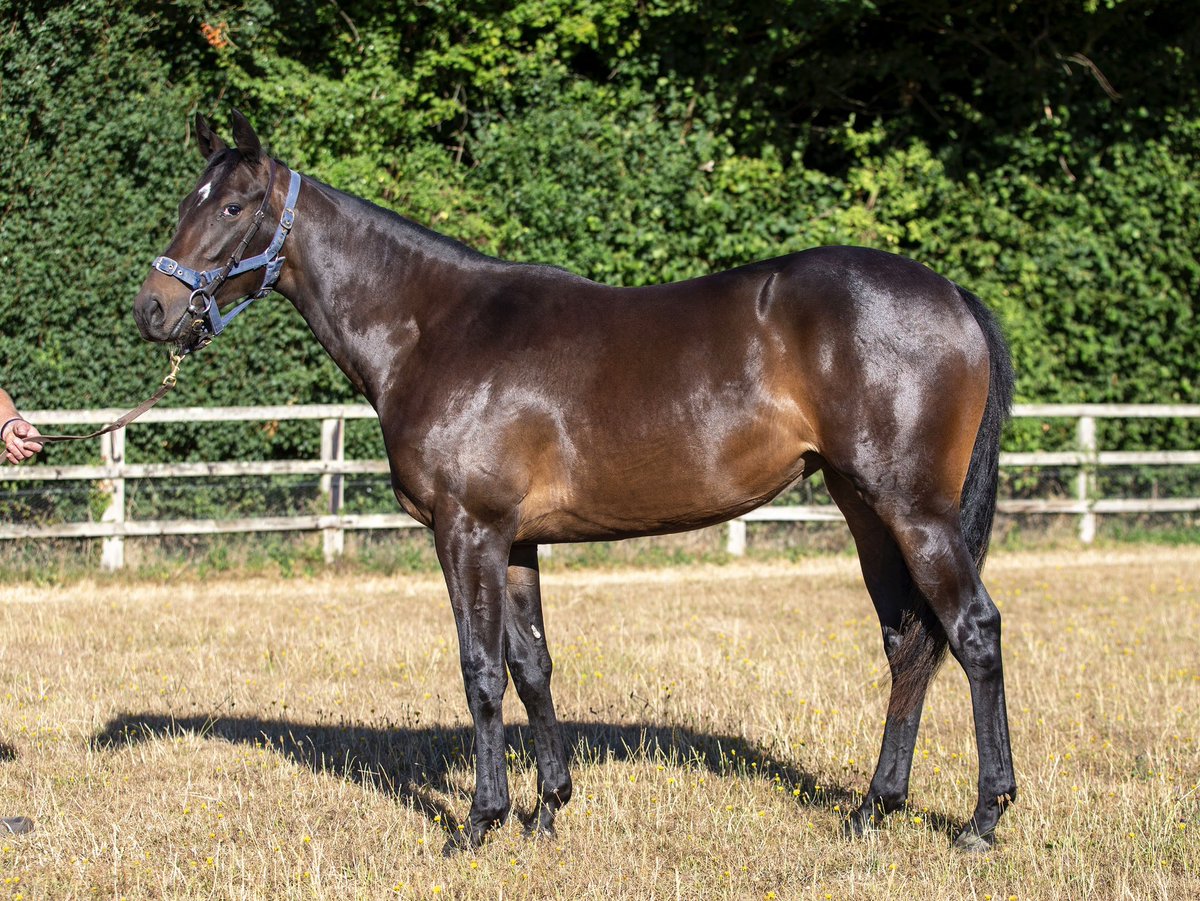 Somerville Yearling. 

Lot 156 Awtaad (IRE) / Celestial  Girl (GB) 

Lot 221 Mukhadram (GB) / Fondant (GB) 

Lot 275 Gleneagles (IRE) / Lady Mascara (GB)
