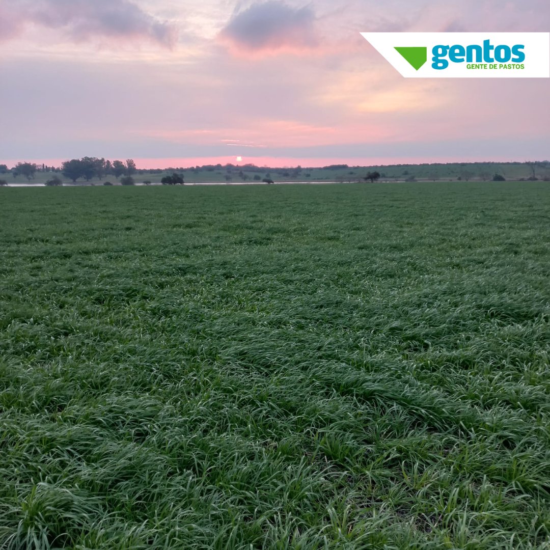 Recorriendo e Intercambiando conceptos técnicos entre Desarrollo, Investigacion, Extensión y Producción de semillas en uno de nuestros semilleros de 🌱 Raigrás Bill Max, 📍 Departamento Paysandú. 

#gentos #semillasdevanguardia #sembramosconocimiento #recorrida #campo