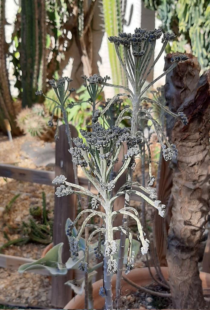 Suculentascom's tweet photo. kalanchoe tubiflora, colección de casa. https://t.co/mWoMCiKbki